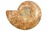 Cut & Polished Ammonite Fossil (Half) - Madagascar #296453-1